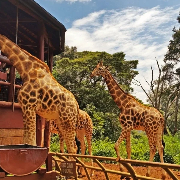 giraffe-centre