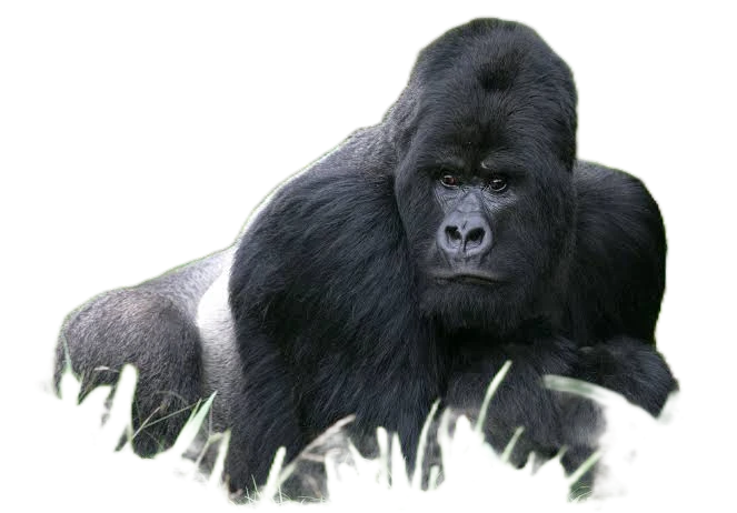 gorilla
