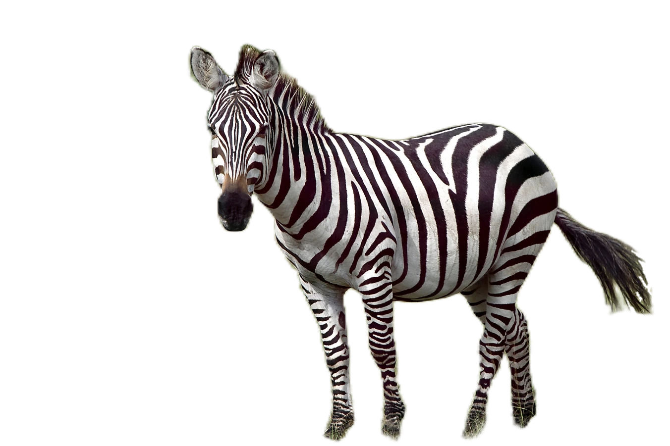 zebra