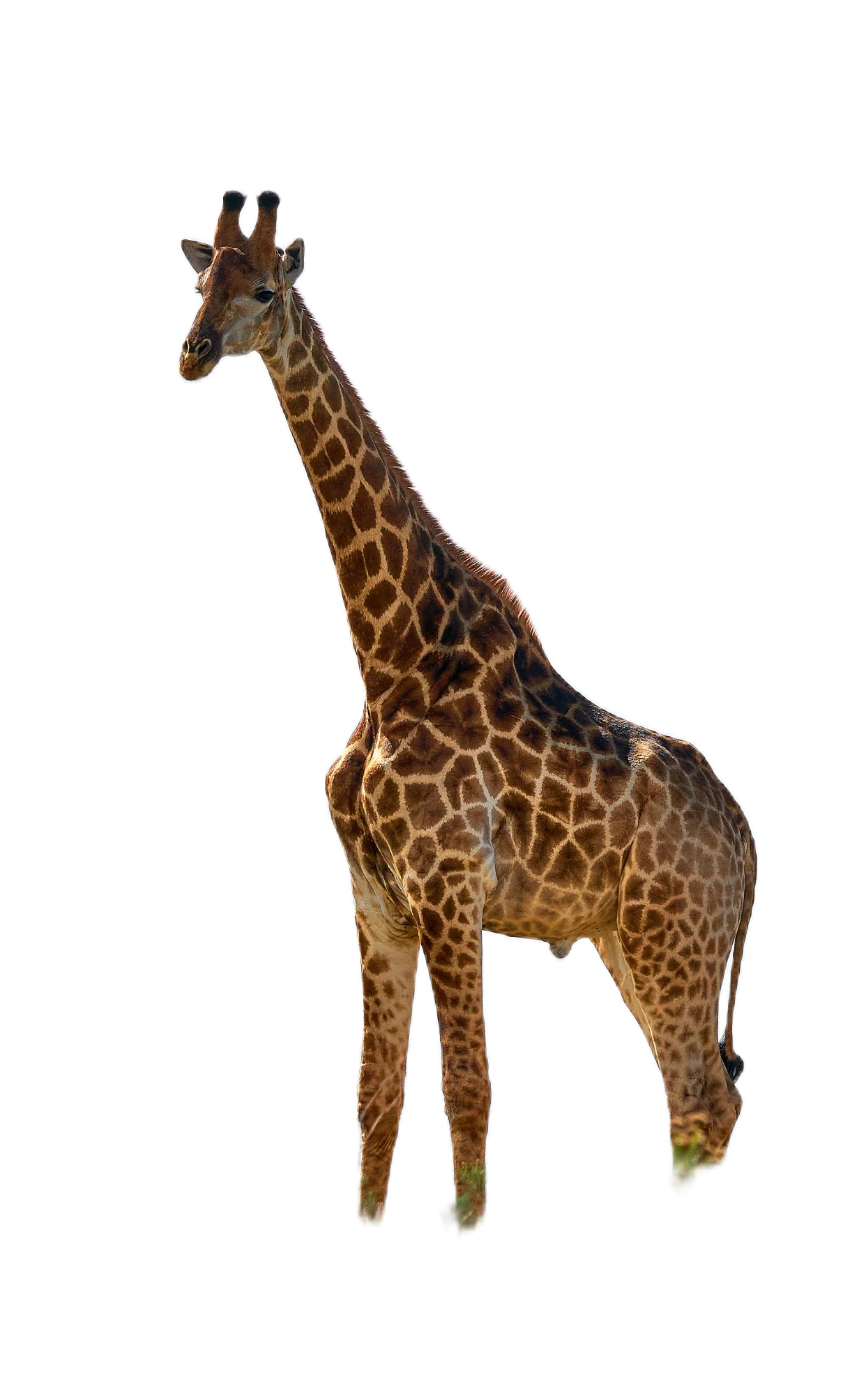 girafe